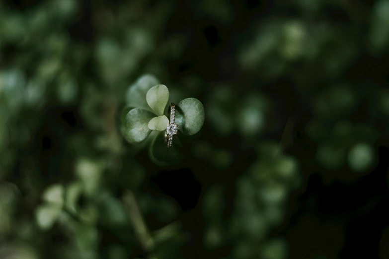 the three clovers are green in color