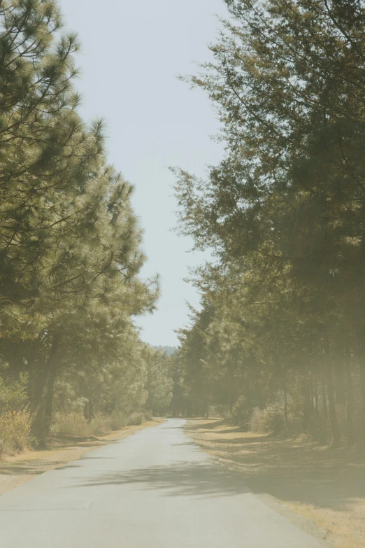 there is a empty street and trees along the way