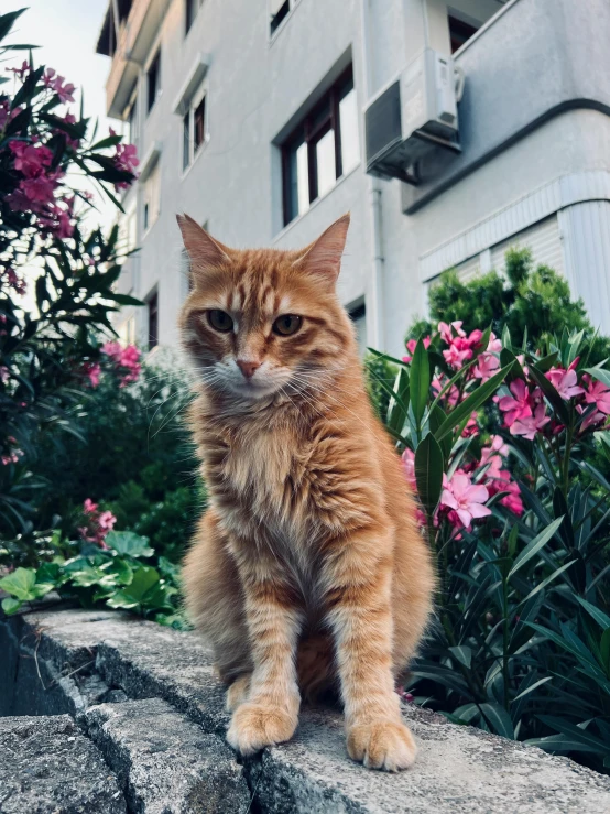 an orange tabby cat stands on a cement wall and looks directly at the camera