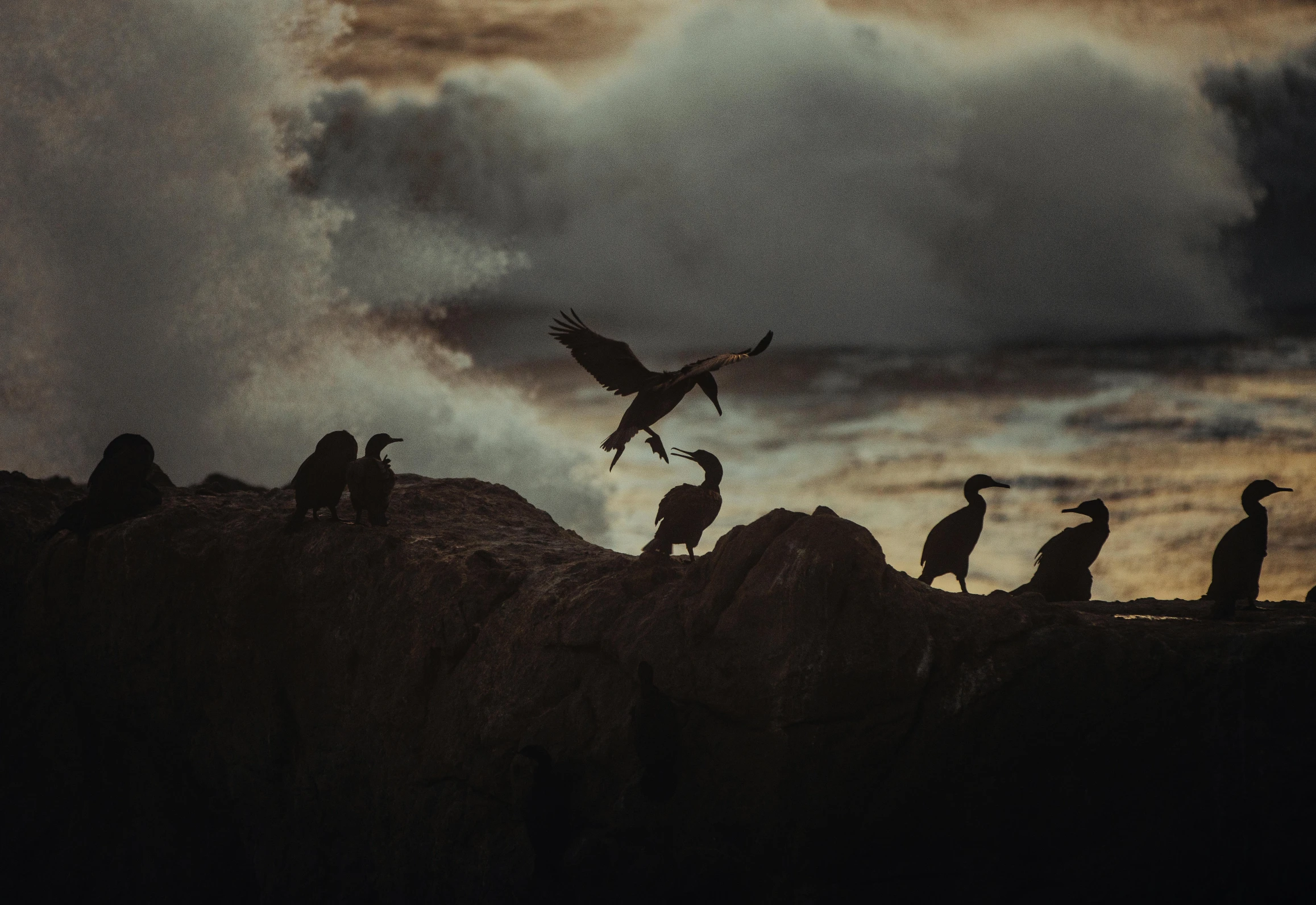 a bunch of birds sitting on top of rocks