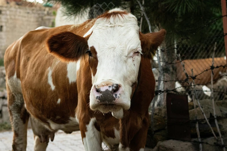 a cow is standing behind a fence next to a tree