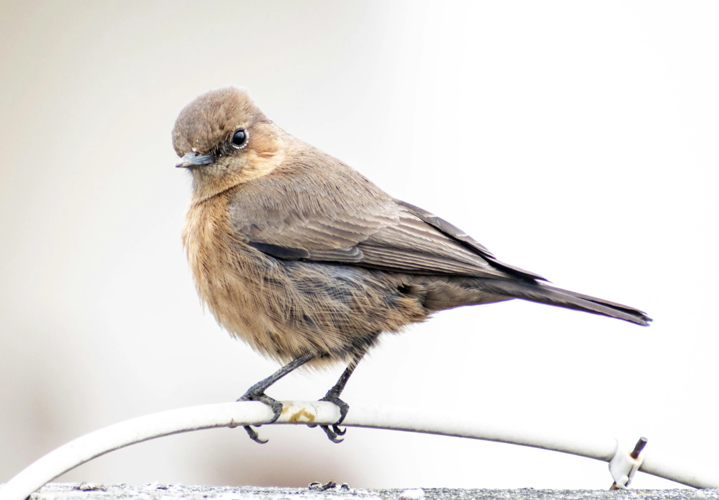 the little bird is standing on the metal pole