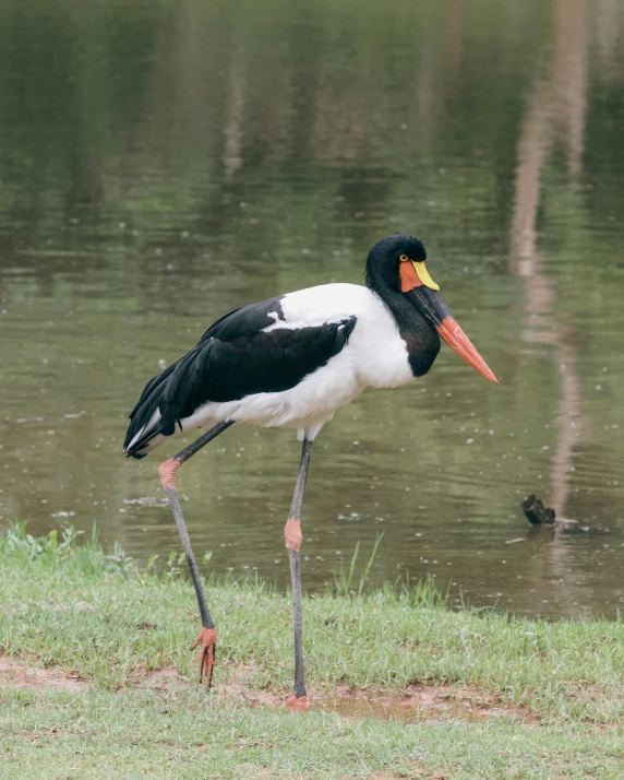 a long billed bird standing on top of a green field