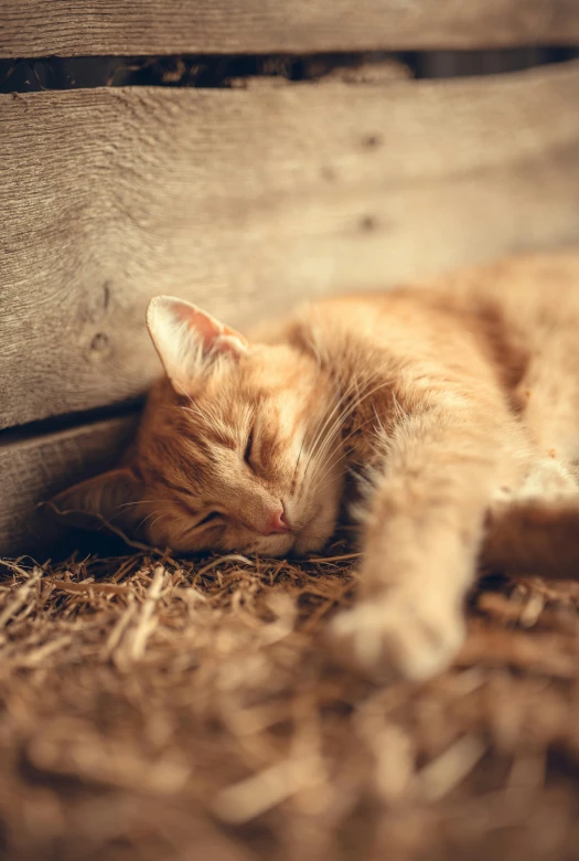 an orange cat is sleeping under a bench