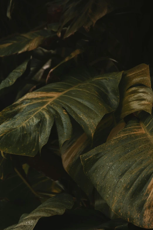 there is a banana sitting among the leaves of a plant