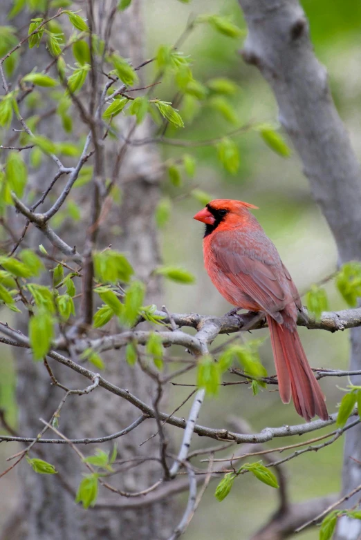 a red bird sitting on a nch in the woods