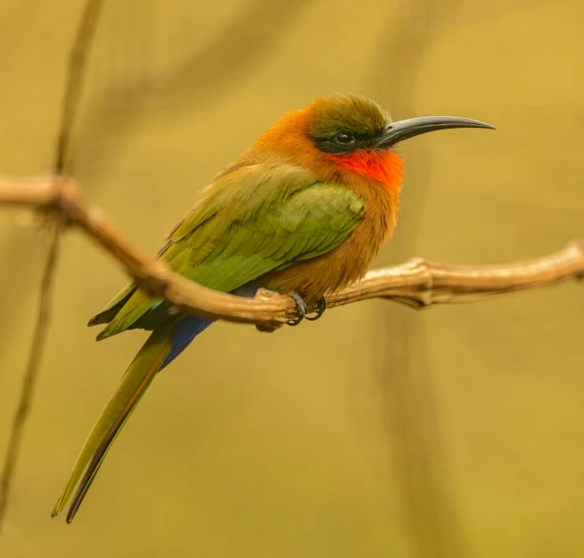 an orange, green and yellow bird sitting on a nch