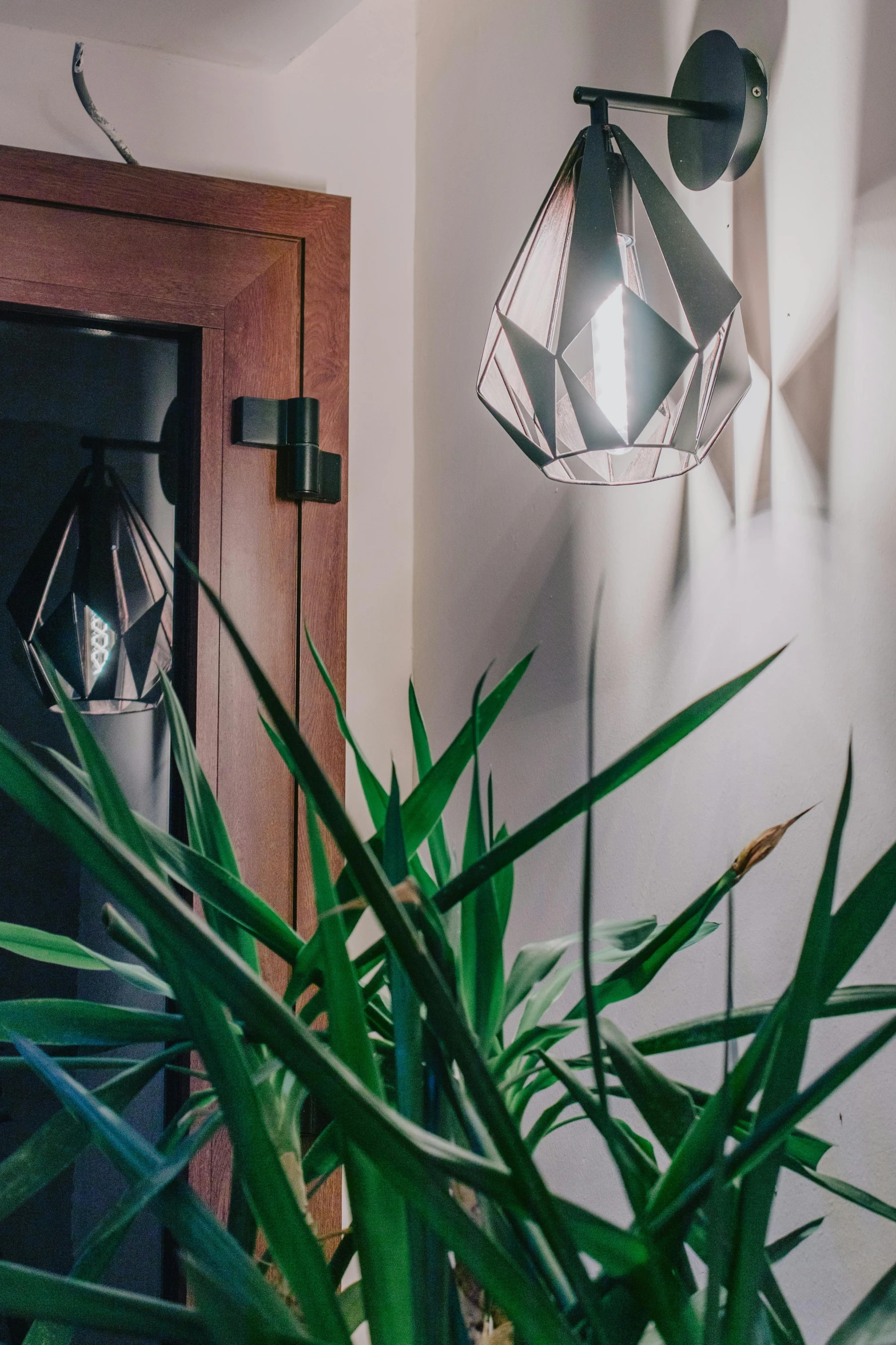 a green plant is seen next to a white wall