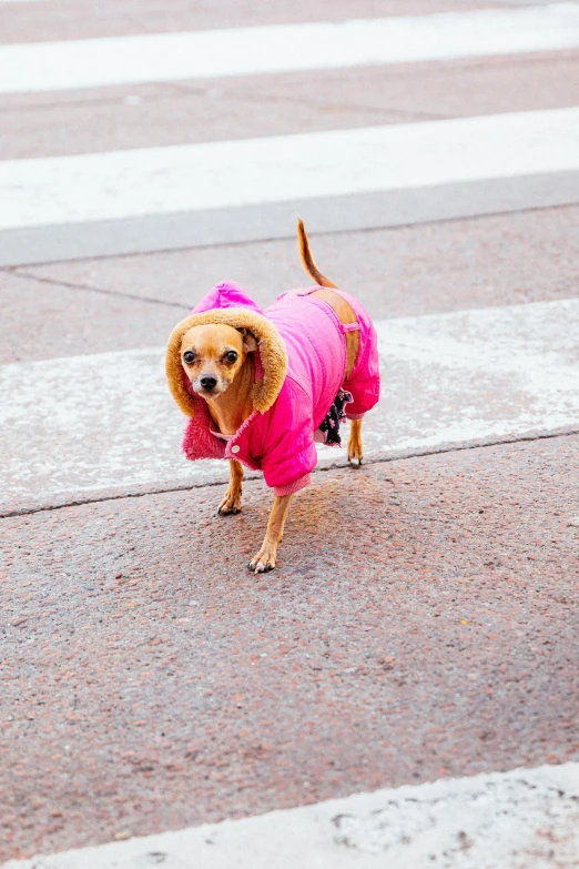 a small dog wearing a pink outfit is standing on a sidewalk