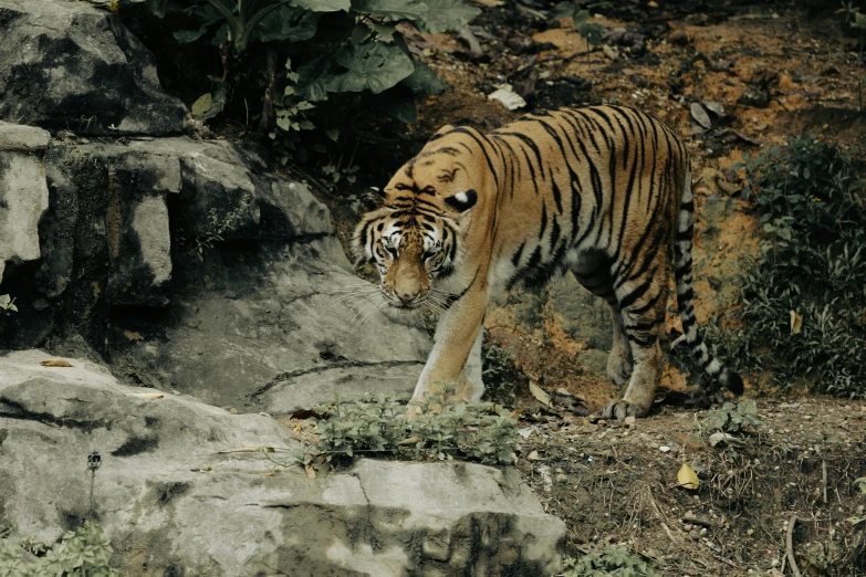 there is a tiger that is walking on the dirt