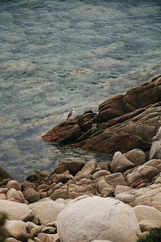 a bird stands on the rocky shore of a body of water