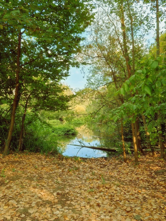 a small stream in the middle of the forest