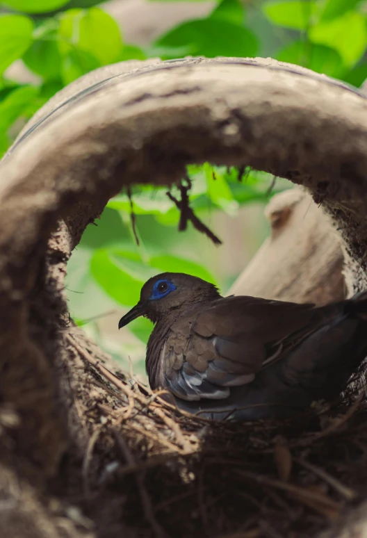 a bird is sitting in a nest surrounded by nches and leaves