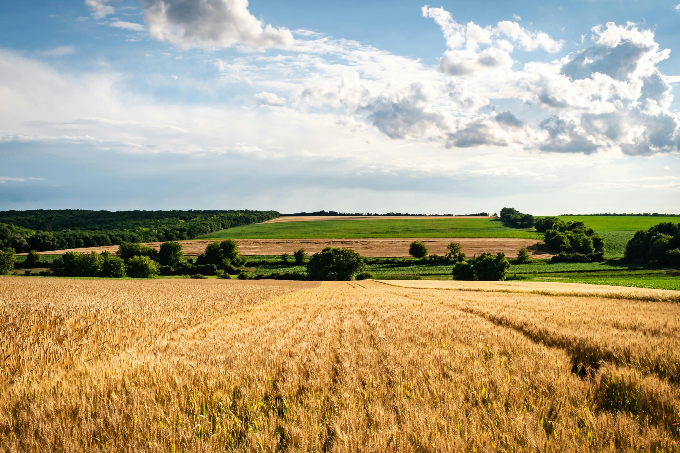 a grassy plain with several trees and a very cloudy sky