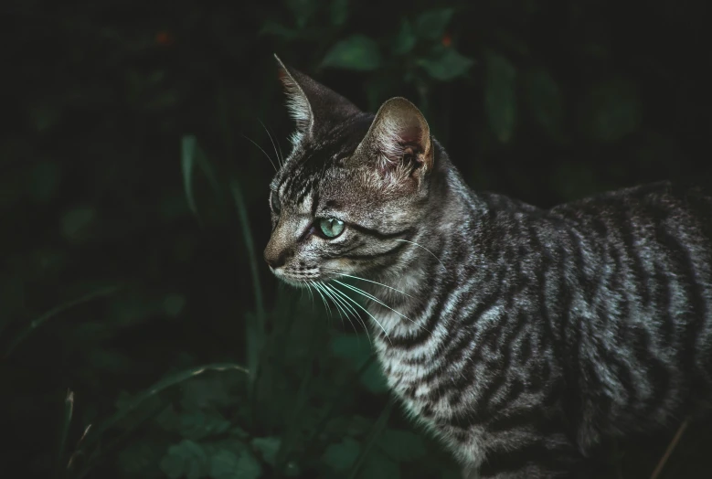a cat standing on some grass in the evening