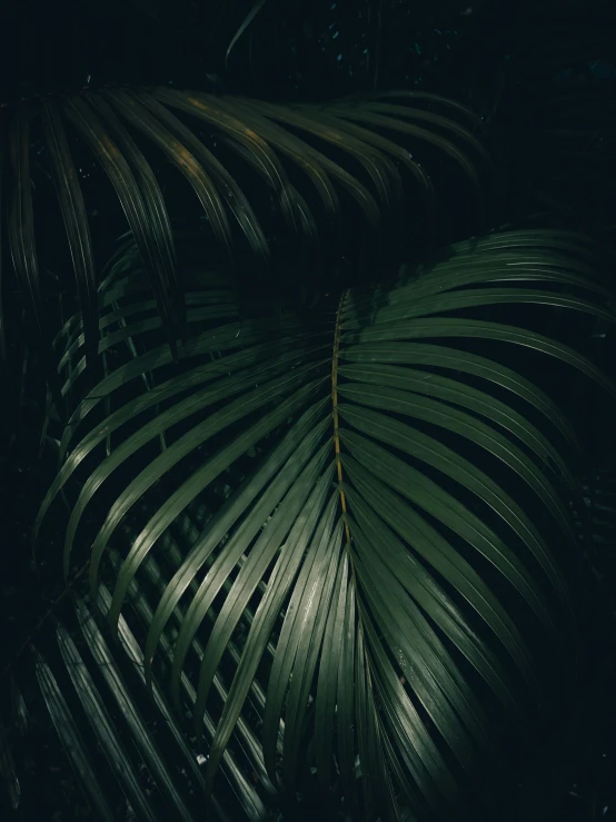 a dark tropical plant leaves at night with light