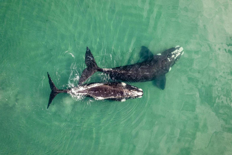 an adult and baby whale swimming close together