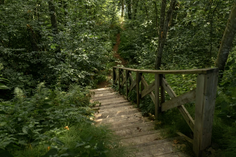 a wooden pathway surrounded by lush green trees