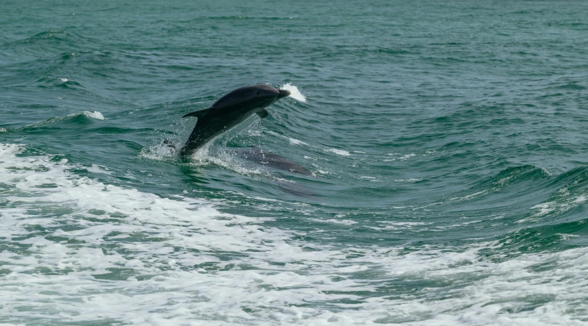 an animal leaps out of the water