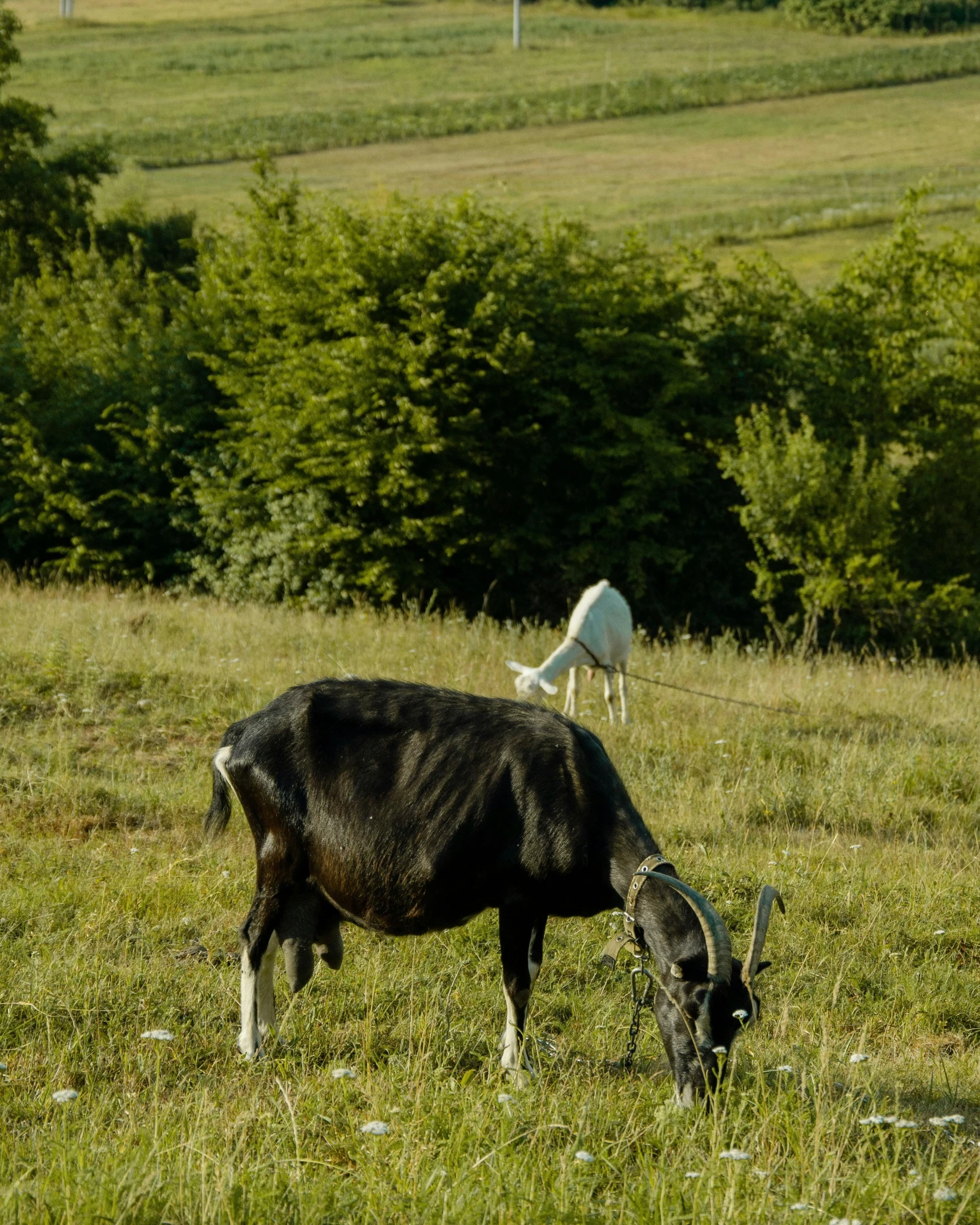 an animal with horns in a grassy field