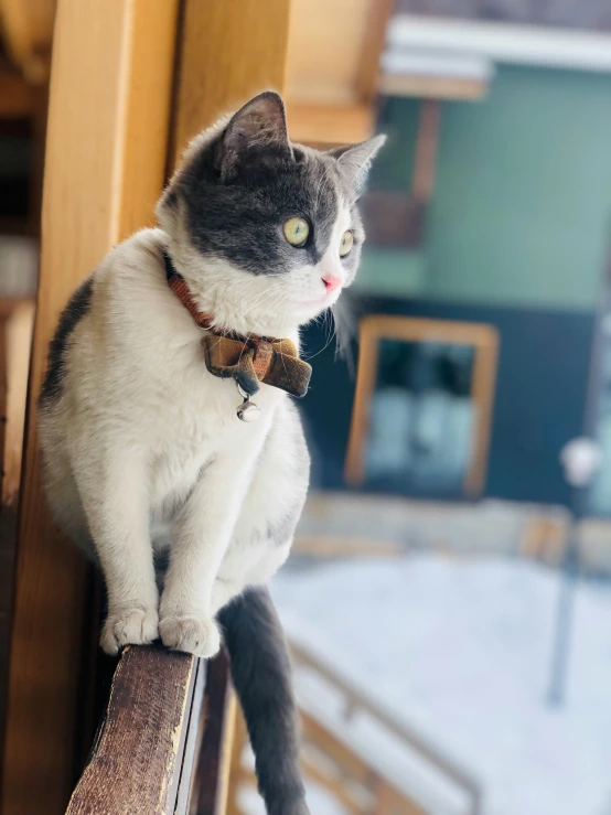 a gray and white cat perched on top of a wood balcony railing