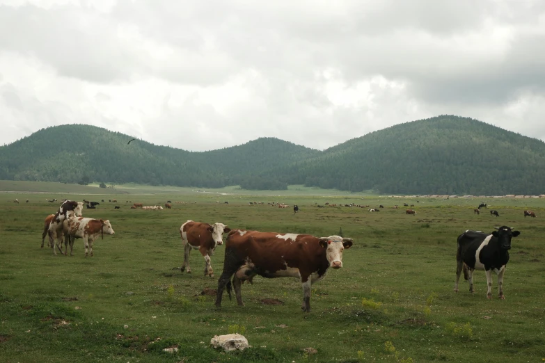 several cows are grazing on the grassy meadow