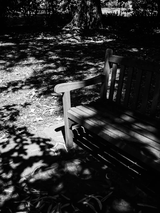 black and white pograph of bench in woods area