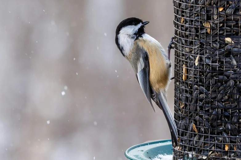 there is a small bird that is eating on the bird feeder