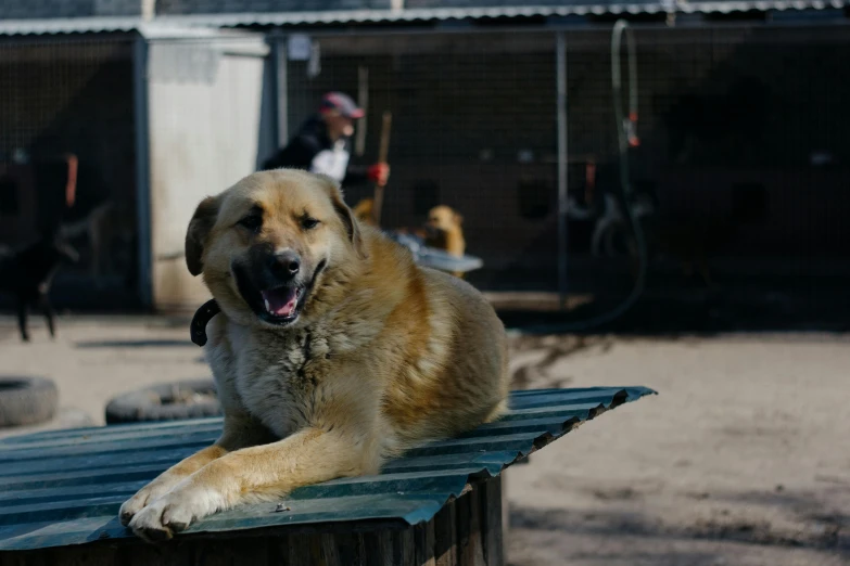 there is a dog that is smiling outside