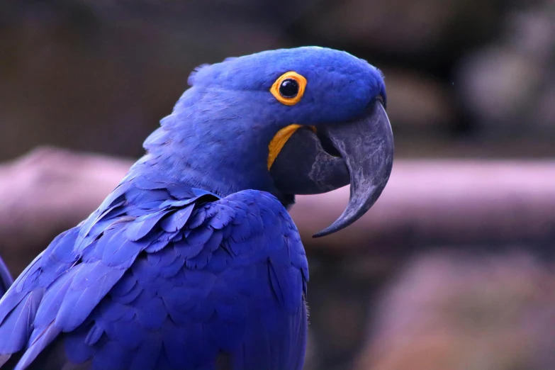 a blue parrot sitting on top of a wooden nch