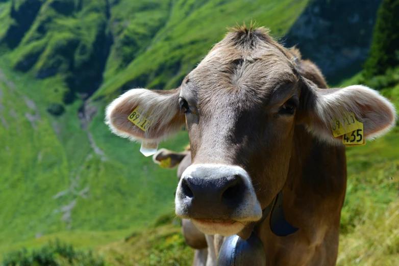 a cow is looking directly at the camera