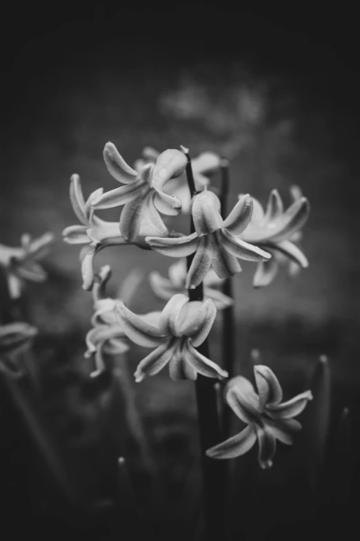 some very pretty flower in the black and white po