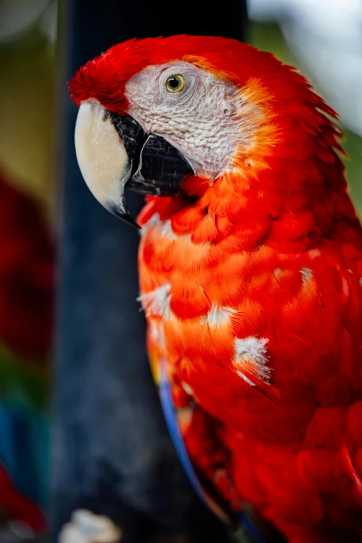 the large parrot is perched on the nch