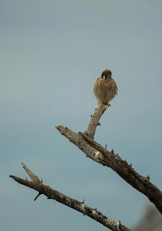 an eagle sitting on a tree nch with a sky background