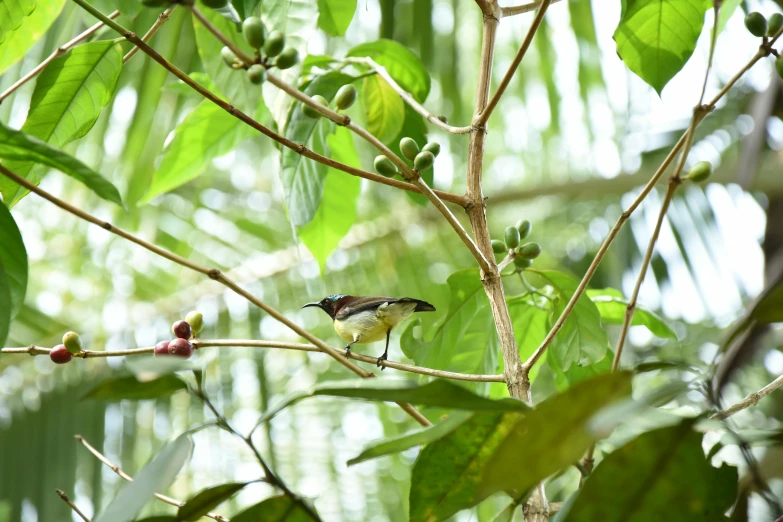 a bird sitting on a nch in a tree