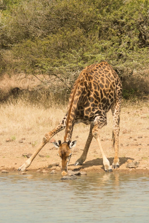 a giraffe at the watering hole drinking water from the river