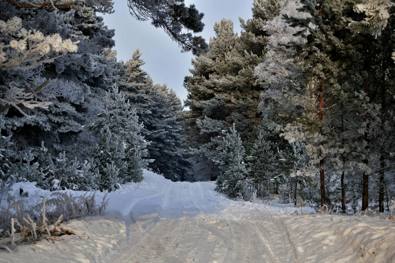 the road is covered with snow with trees on both sides