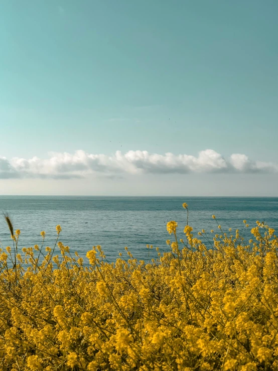 a body of water with yellow flowers growing on it