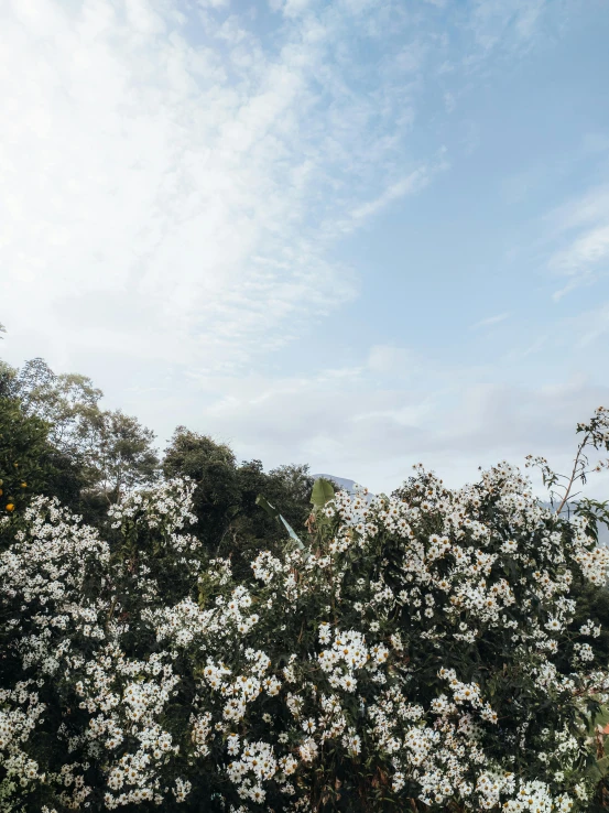 this po is of a dogwood tree and blue sky