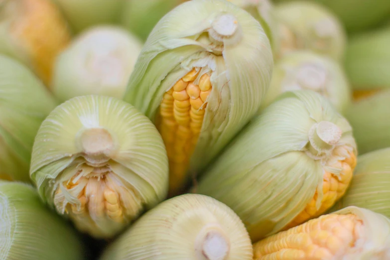 close up of the kernels and leaves of corn on display