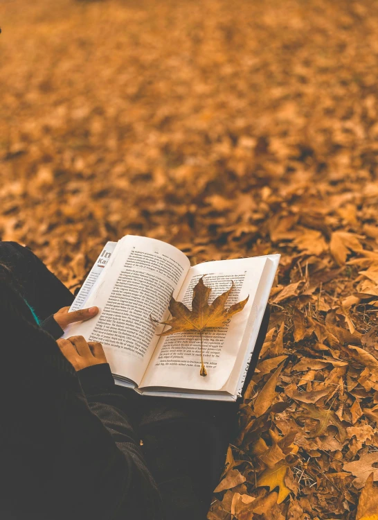 someone is reading a book and holding a maple leaf