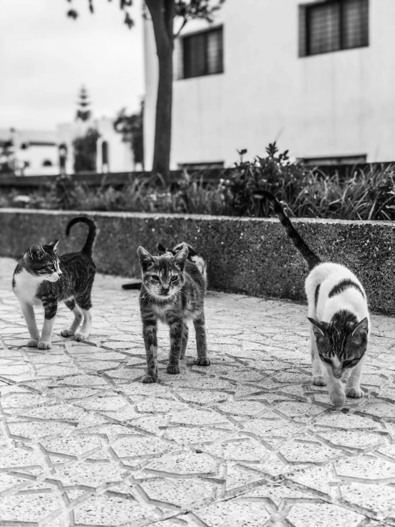 some small kittens are playing outside on a sidewalk