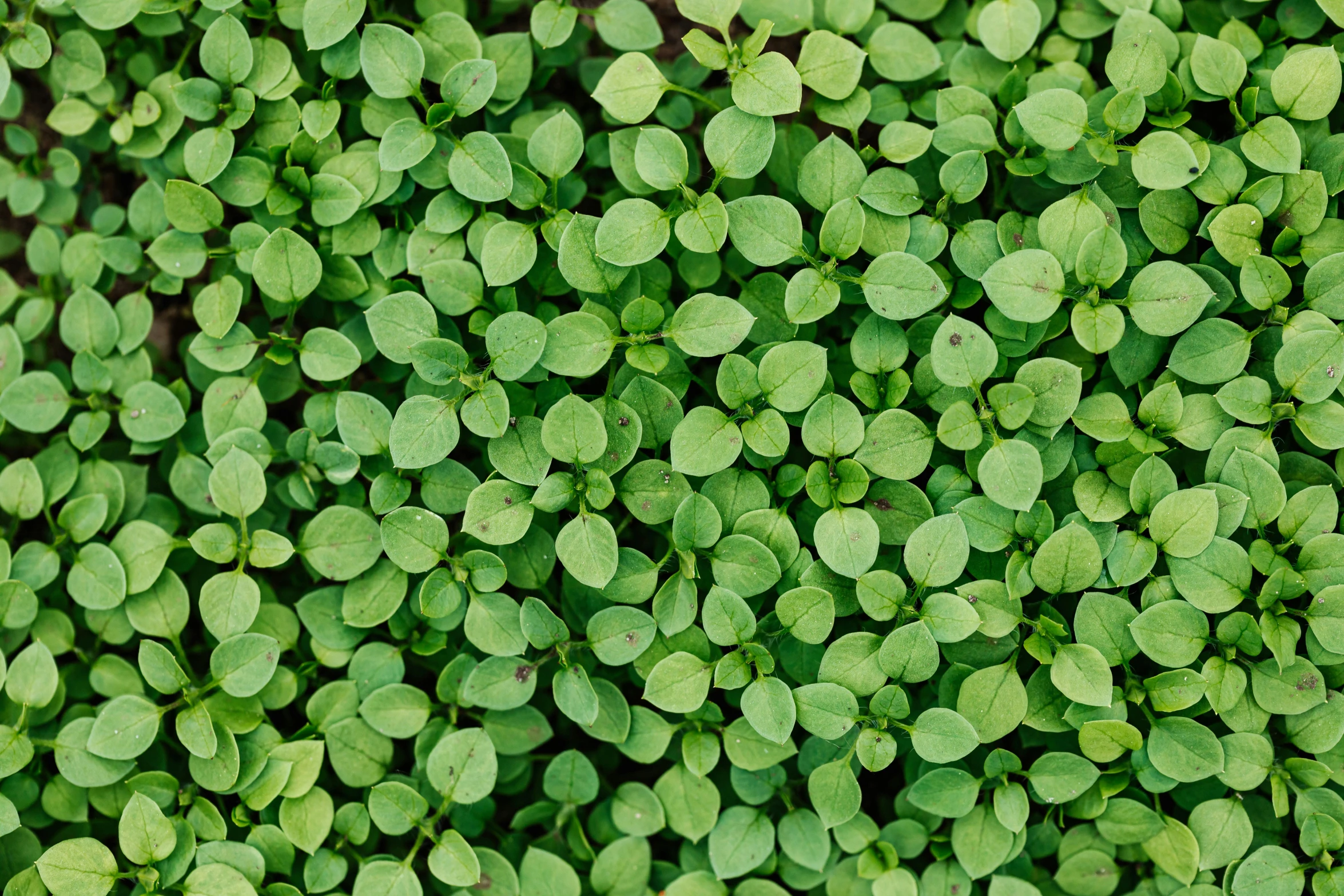 a patch of green leaves growing on top of grass