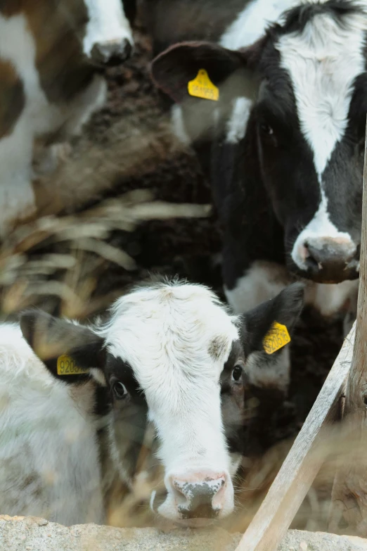 cows are seen from behind an enclosure