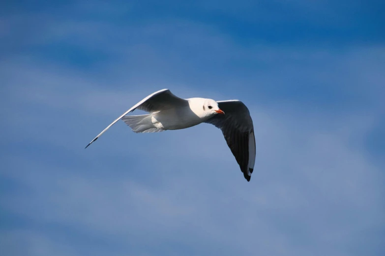 a seagull flying across the blue sky in a cloudless day