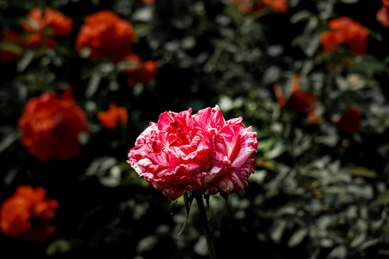 a large pink flower is in the foreground and flowers are blurred in the background