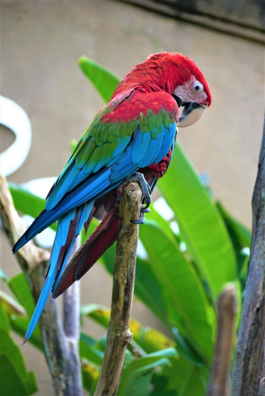 a colorful bird perched on the top of a tree nch