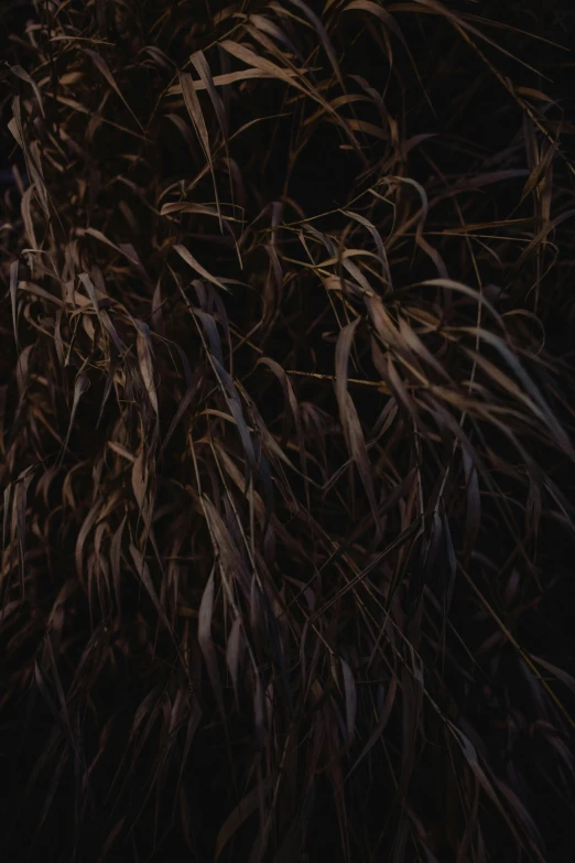 a bunch of very pretty grass outside at night