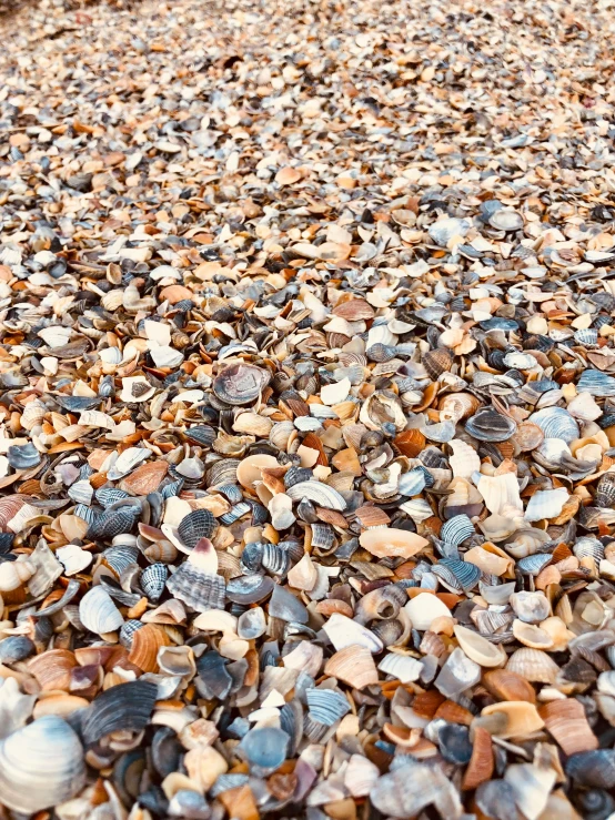 a road covered in seashells and rocks for a background