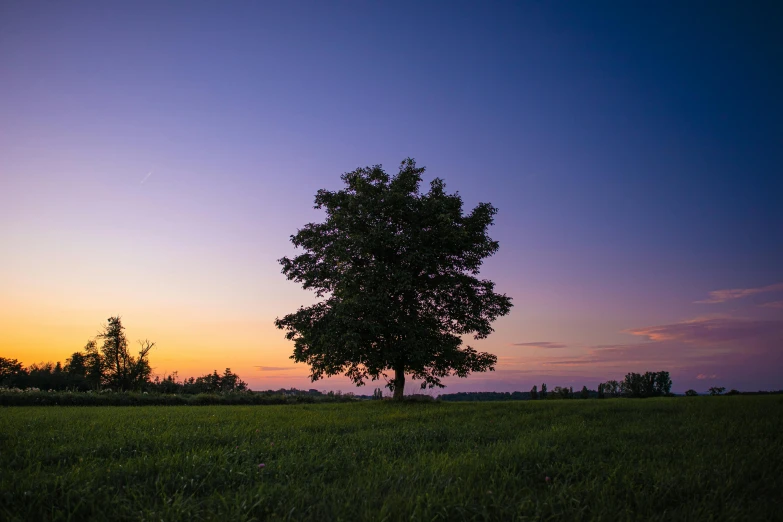 a lone tree standing alone in a field